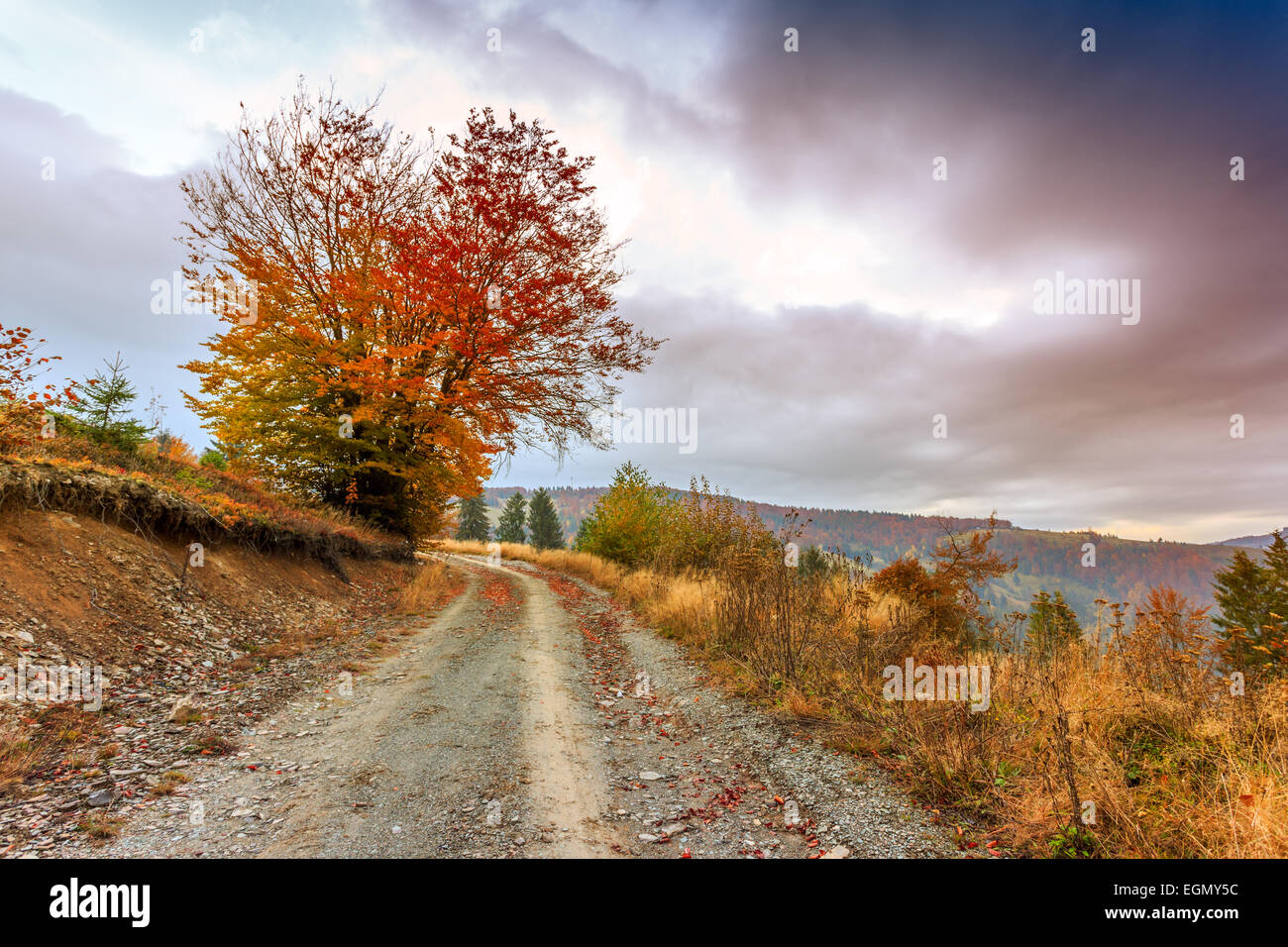 Morning in Carpathians mountain in Transylvania,Romania Stock Photo - Alamy