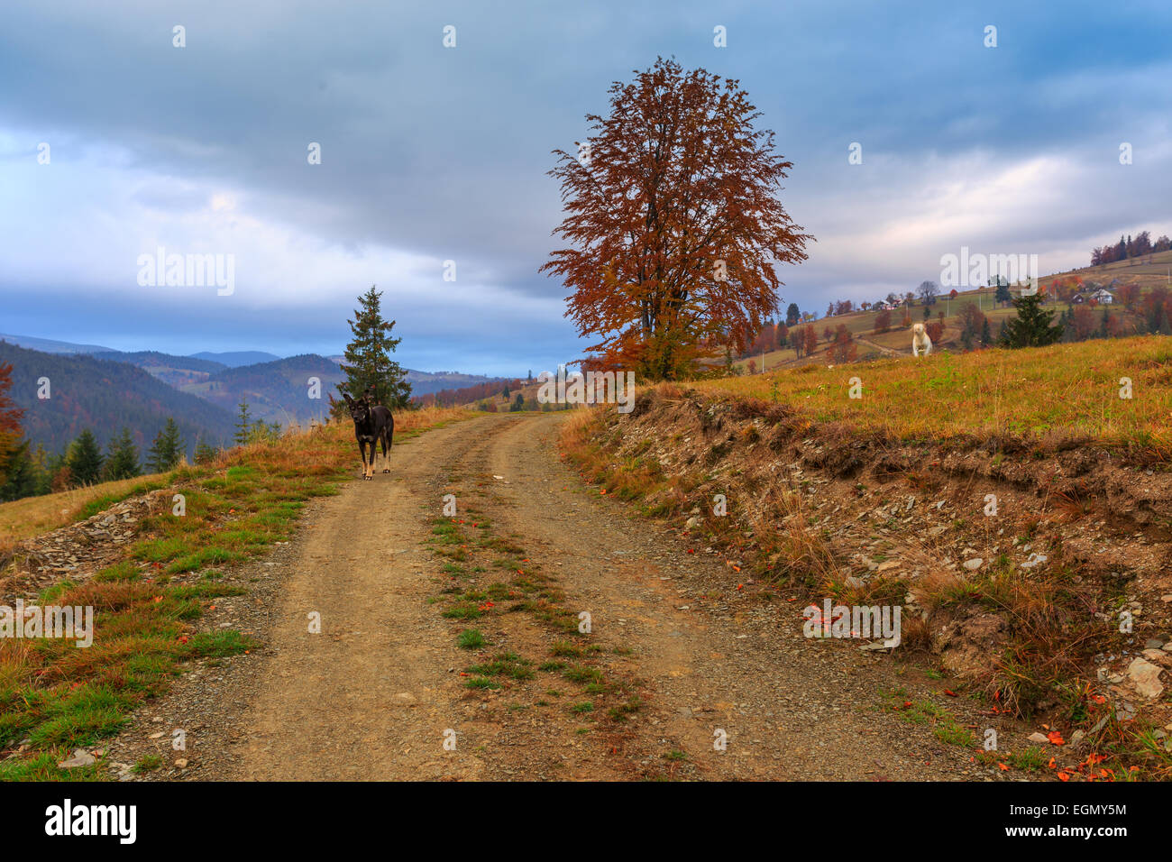 Morning in Carpathians mountain in Transylvania,Romania Stock Photo - Alamy