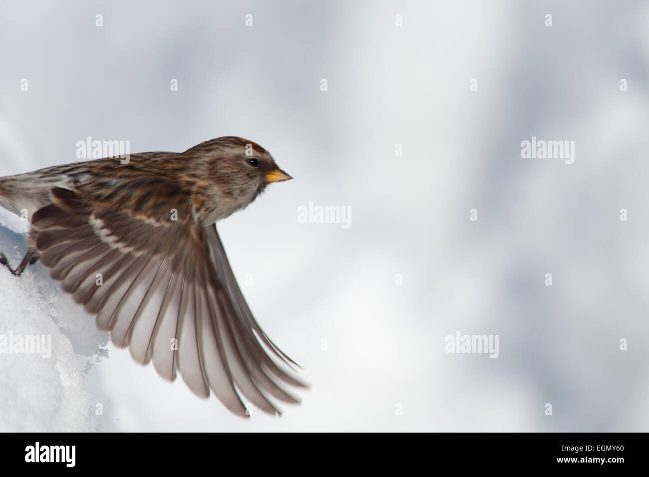 Redpoll flight above snow Stock Photo