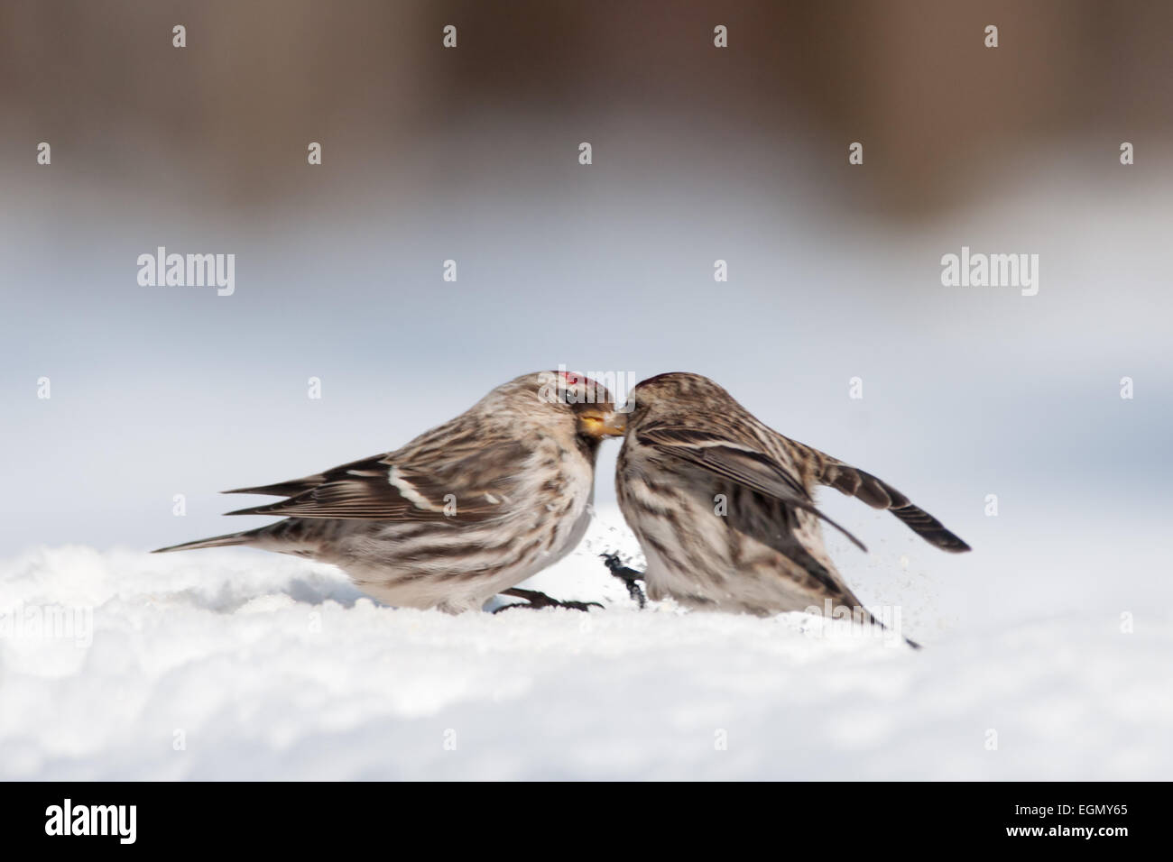 The battle of winter and spring hi-res stock photography and images - Alamy