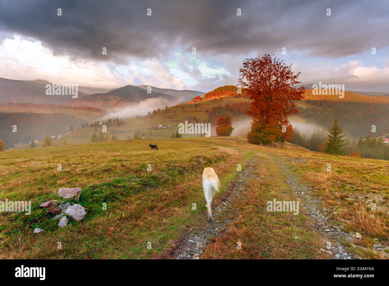 Morning in Carpathians mountain in Transylvania,Romania Stock Photo - Alamy