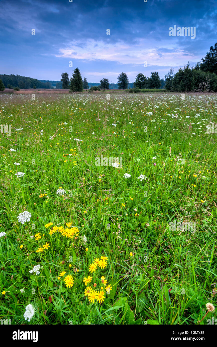 Field of green grass and cloudy blue sky Stock Photo - Alamy