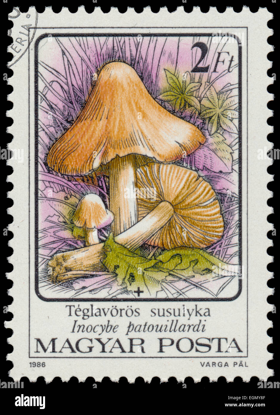 HUNGARY - CIRCA 1986: A stamp printed in Hungary shows Poisonous mushrooms Inocybe erubescens - Inocybe patouillardi, circa 1986 Stock Photo