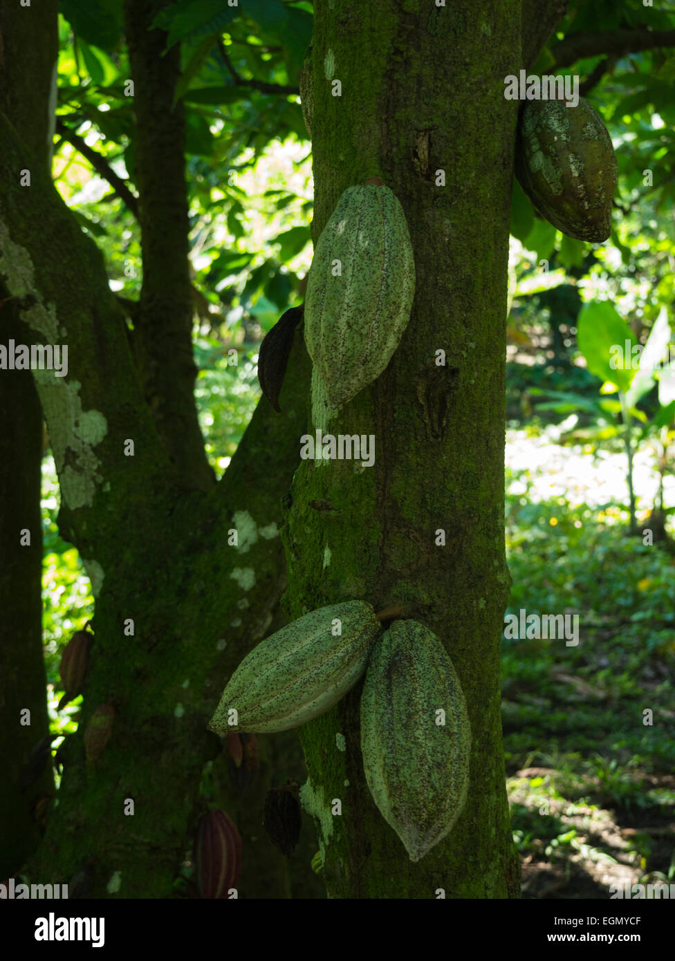 Theobroma cacao cacao tree cocoa tree fruit containing cocoa seeds