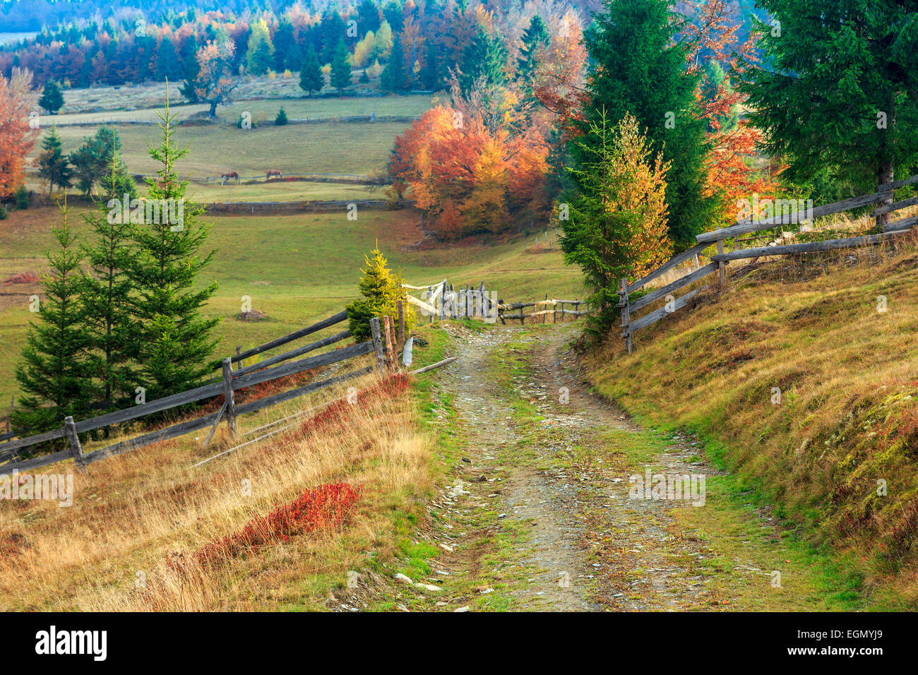 Morning in Carpathians mountain Transylvania,Romania Stock Photo - Alamy
