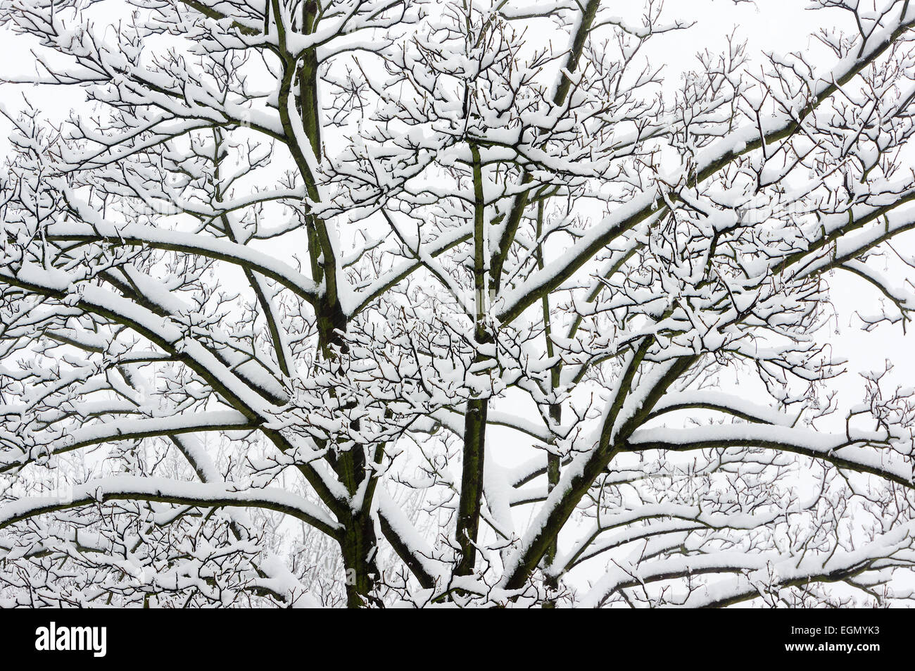 clouseup of frozen snowy tree branches Stock Photo