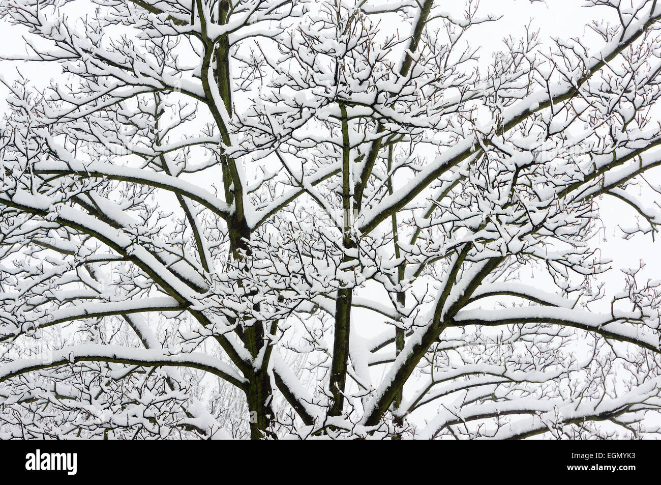Frozen tree branches hi-res stock photography and images - Alamy