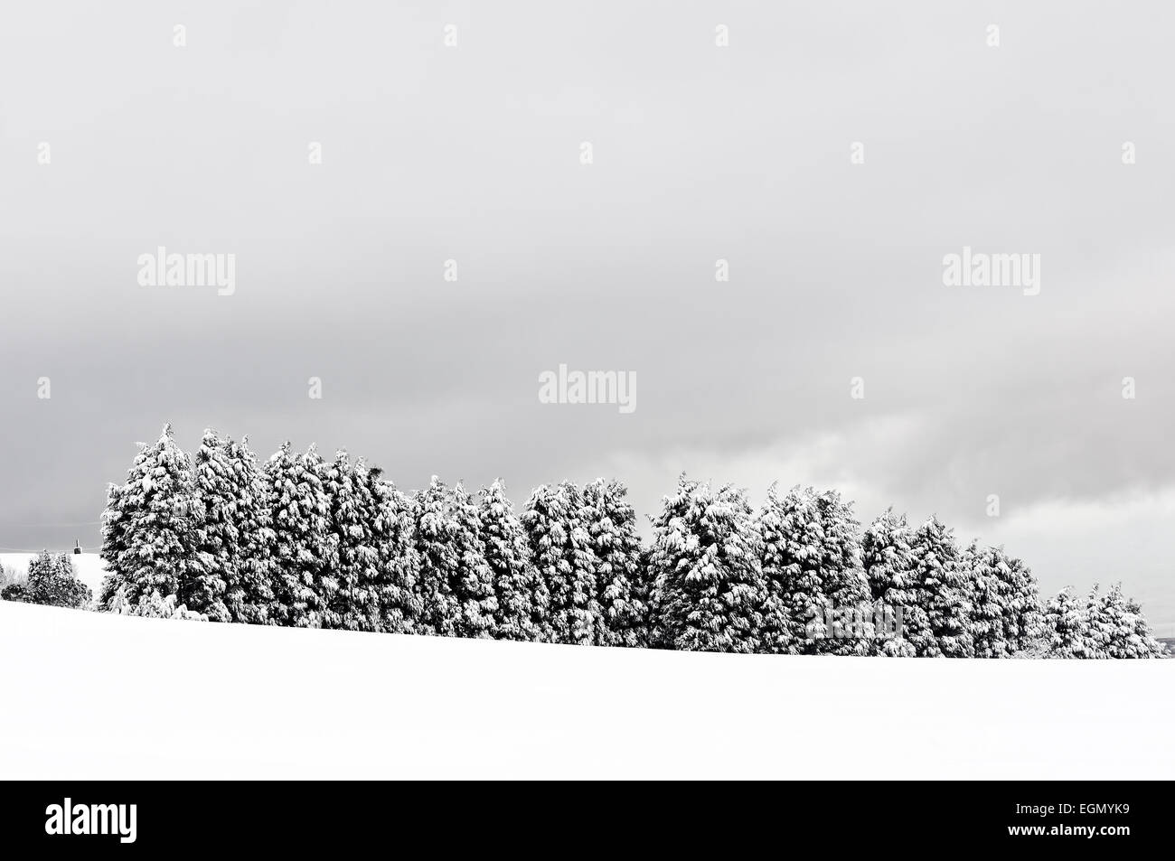 winter landscape with snowy frozen pines Stock Photo - Alamy