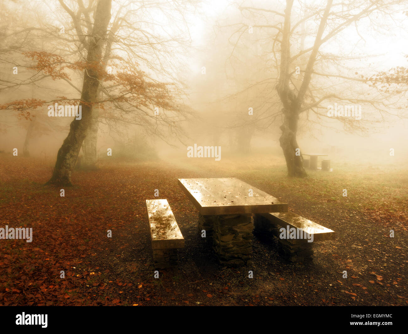 shiny picnic table in foggy forest Stock Photo