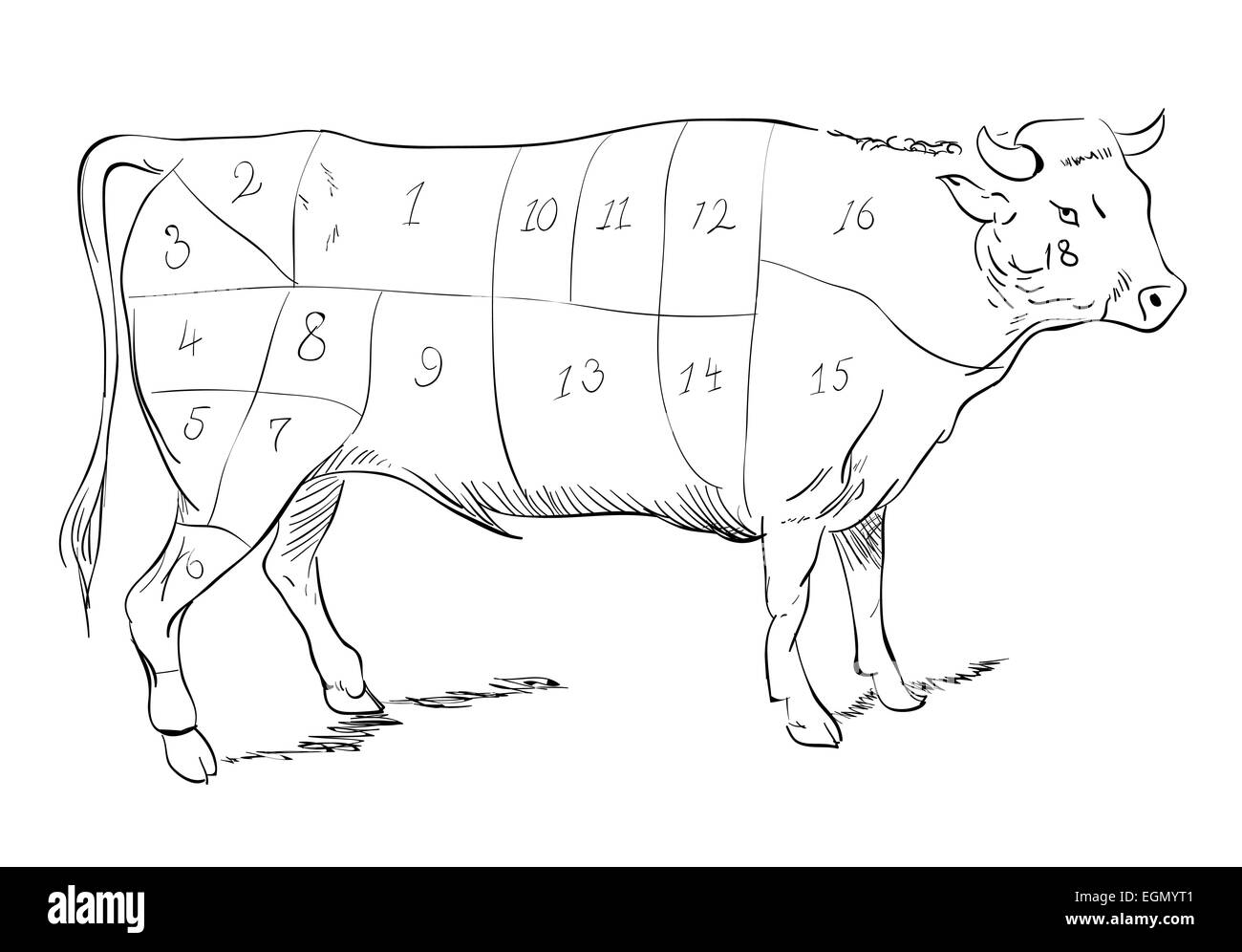Vector drawing of a beef with cutting parts Stock Photo