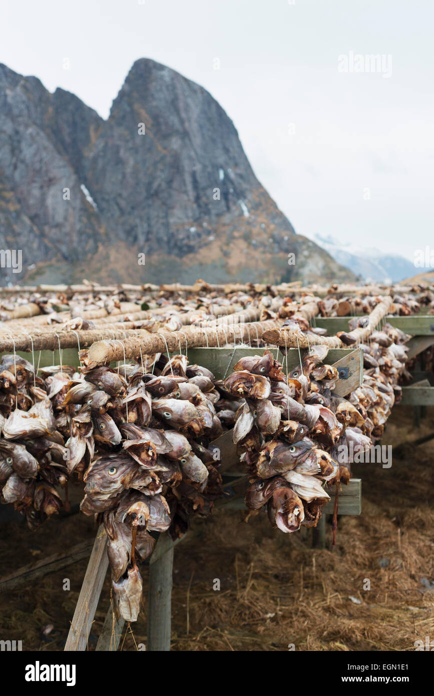Europe, Scandinavia, Norway, Lofoten islands, Moskenesoy, Sakrisoy cod fish drying on racks Stock Photo
