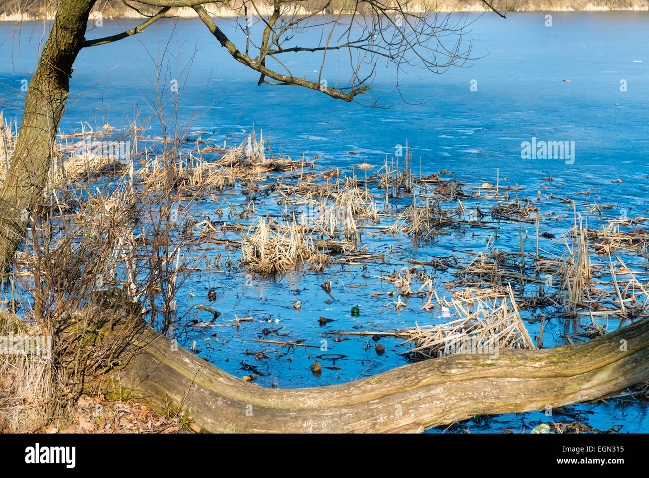 Reeds still water river hi-res stock photography and images - Alamy