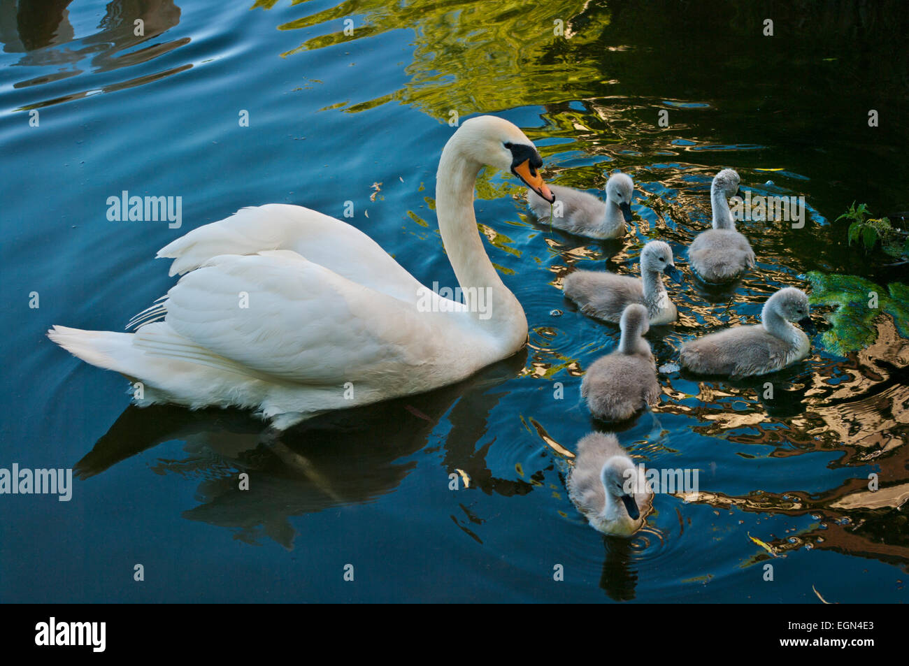 A swan and her babies swimming in a pond, England Stock Photo - Alamy