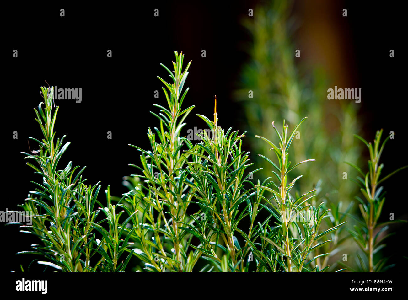 Rosmarinus officinalis rosemary herb bush sprig in garden Stock Photo