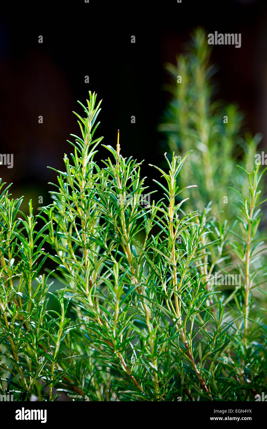 Rosmarinus officinalis rosemary herb bush sprig in garden Stock Photo Alamy