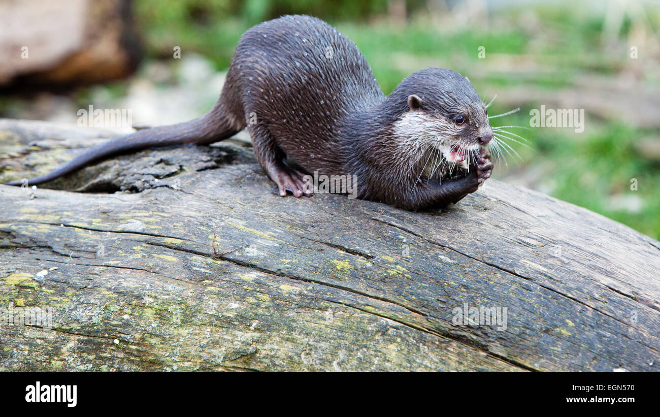 Oriental small-clawed otter feeding Stock Photo