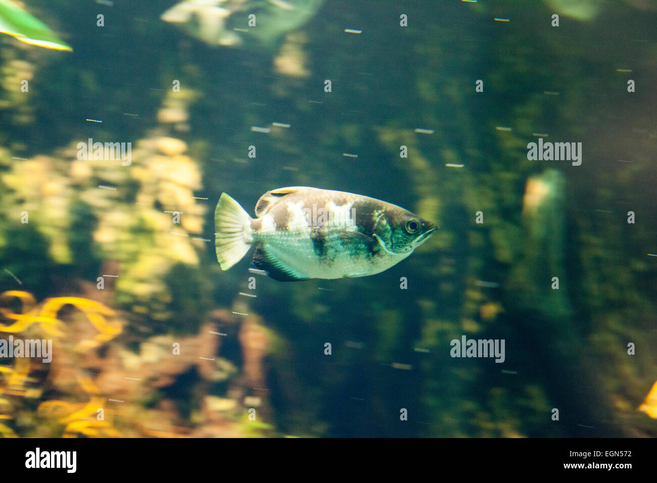 Angler fish swimming in motion underwater Stock Photo Alamy