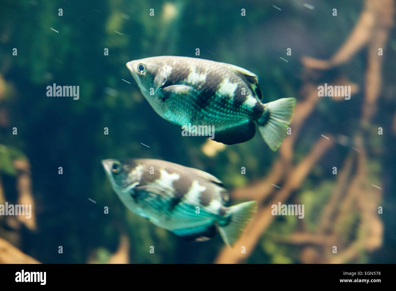 Angler fish swimming in motion underwater Stock Photo Alamy