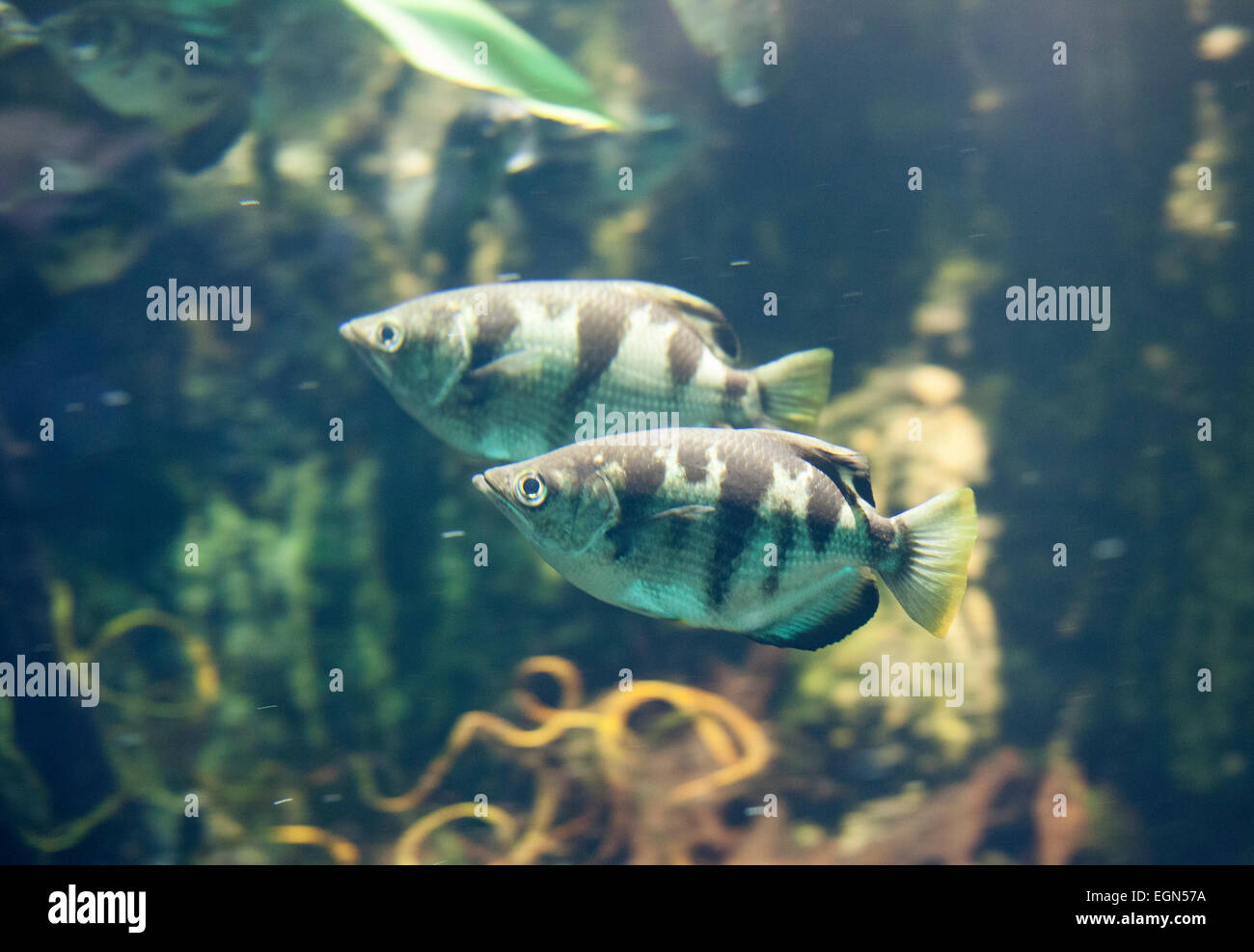 Angler fish swimming in motion underwater Stock Photo