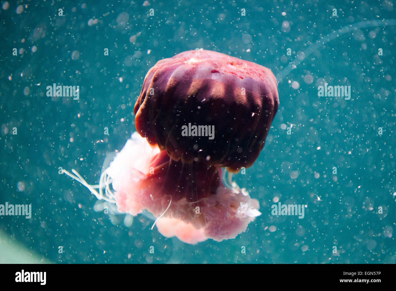 Impressive jellyfish swimming underwater with dark blue background ...