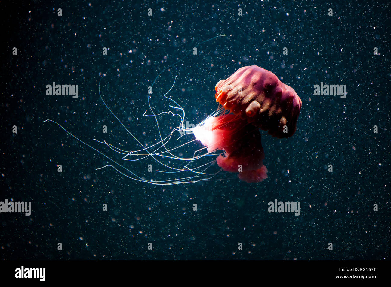 Impressive jellyfish swimming underwater with dark blue background ...