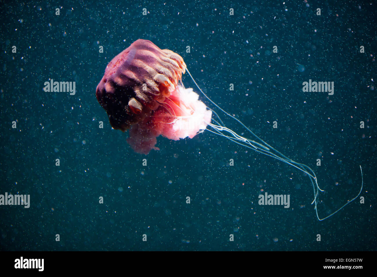 Impressive jellyfish swimming underwater with dark blue background ...