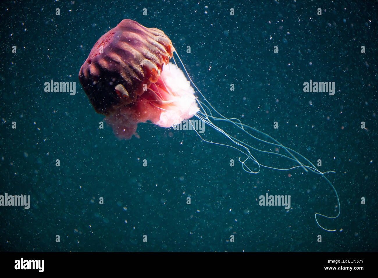 Impressive jellyfish swimming underwater with dark blue background ...