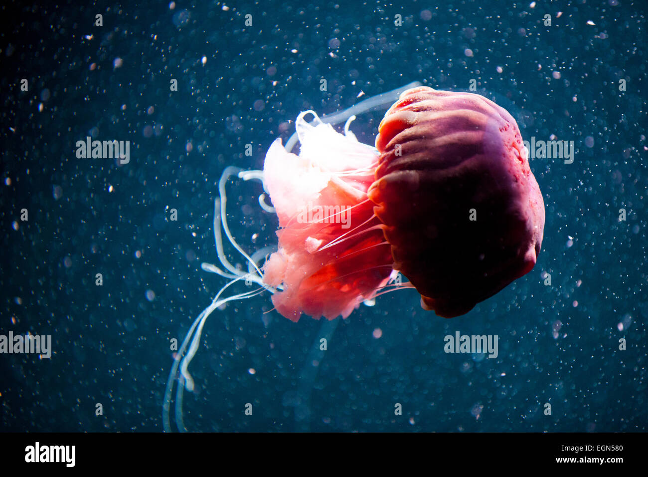 Impressive jellyfish swimming underwater with dark blue background ...