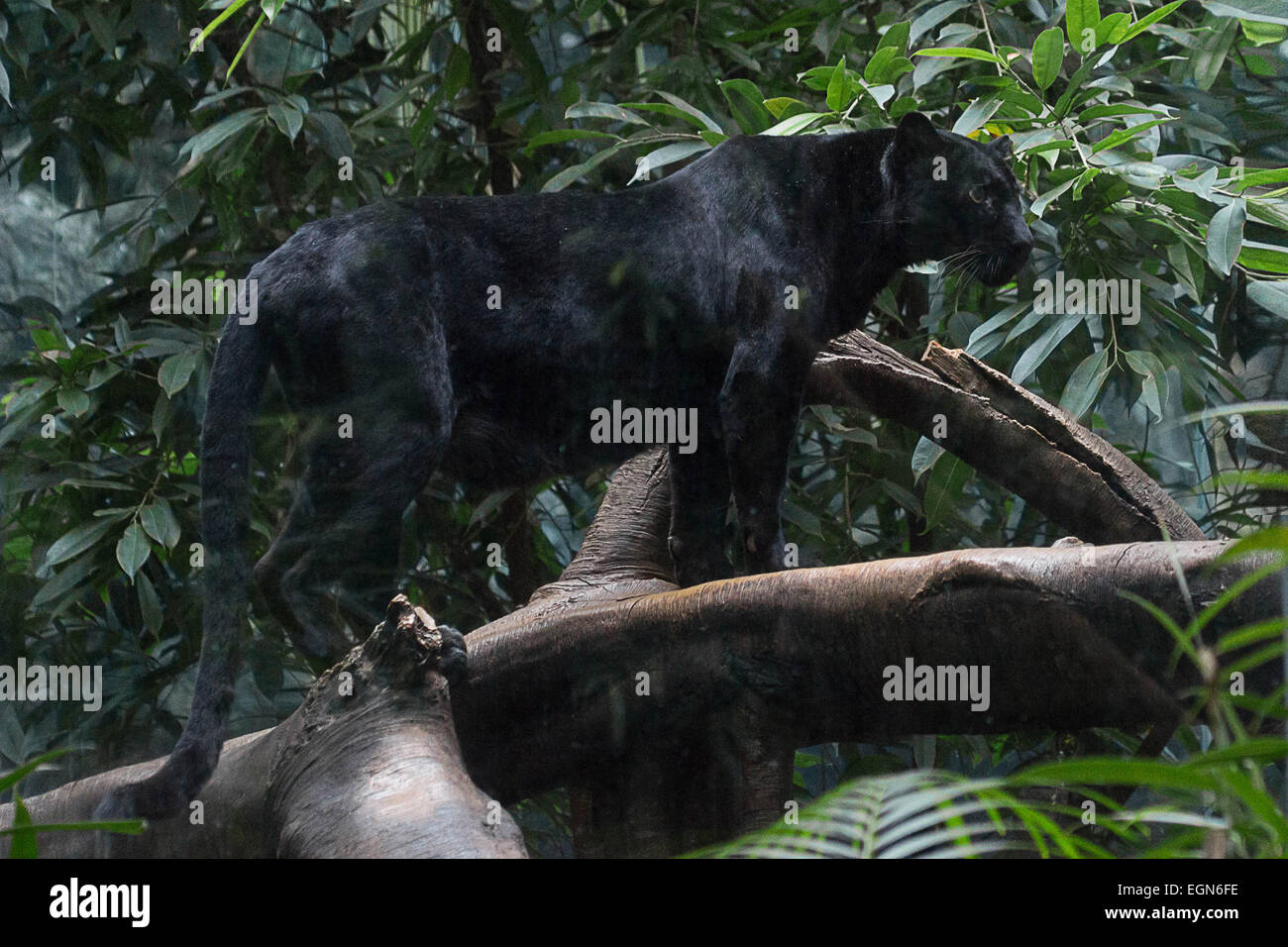 Arguably one of the most elusive of all the big cats, this beautiful black panther stands on a tree trunk  for the photo Stock Photo