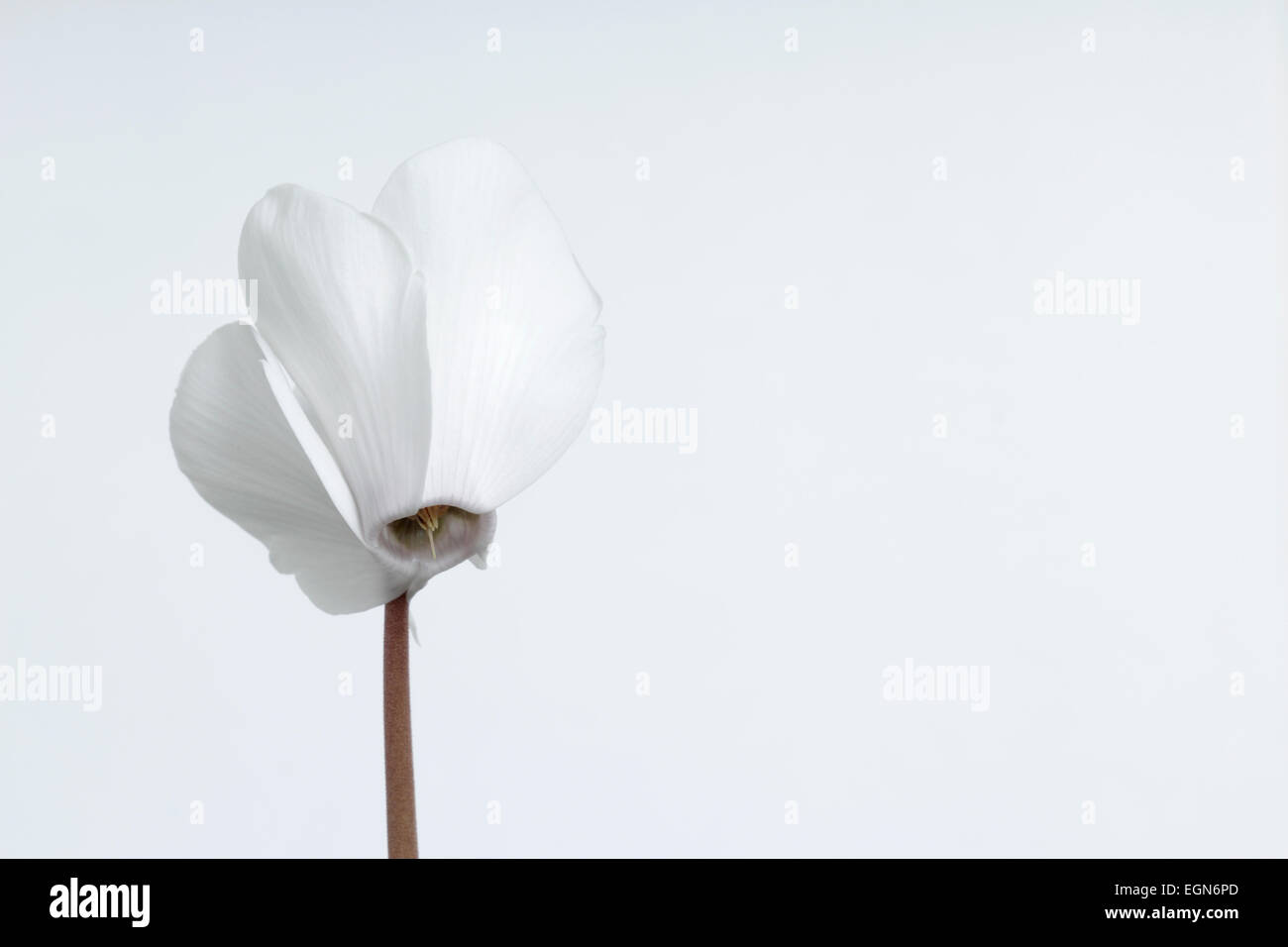 Flower, white cyclamen with white background Stock Photo