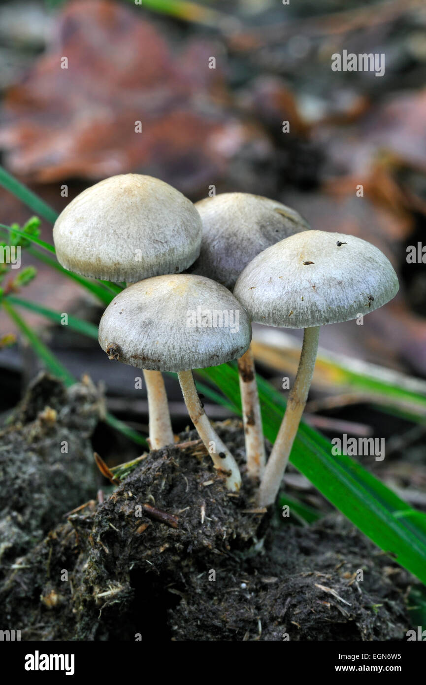 Dung roundhead / halfglobe mushroom / hemispheric stropharia (Protostropharia semiglobata / Stropharia semiglobata Stock Photo
