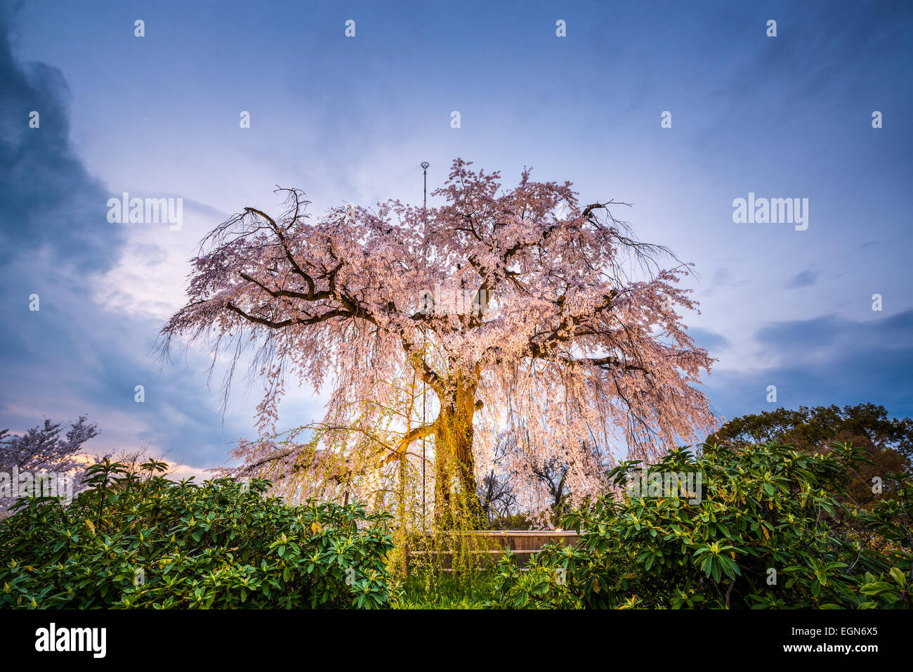 Maruyama Park in Kyoto, Japan during the spring cherry blossom festival. Stock Photo