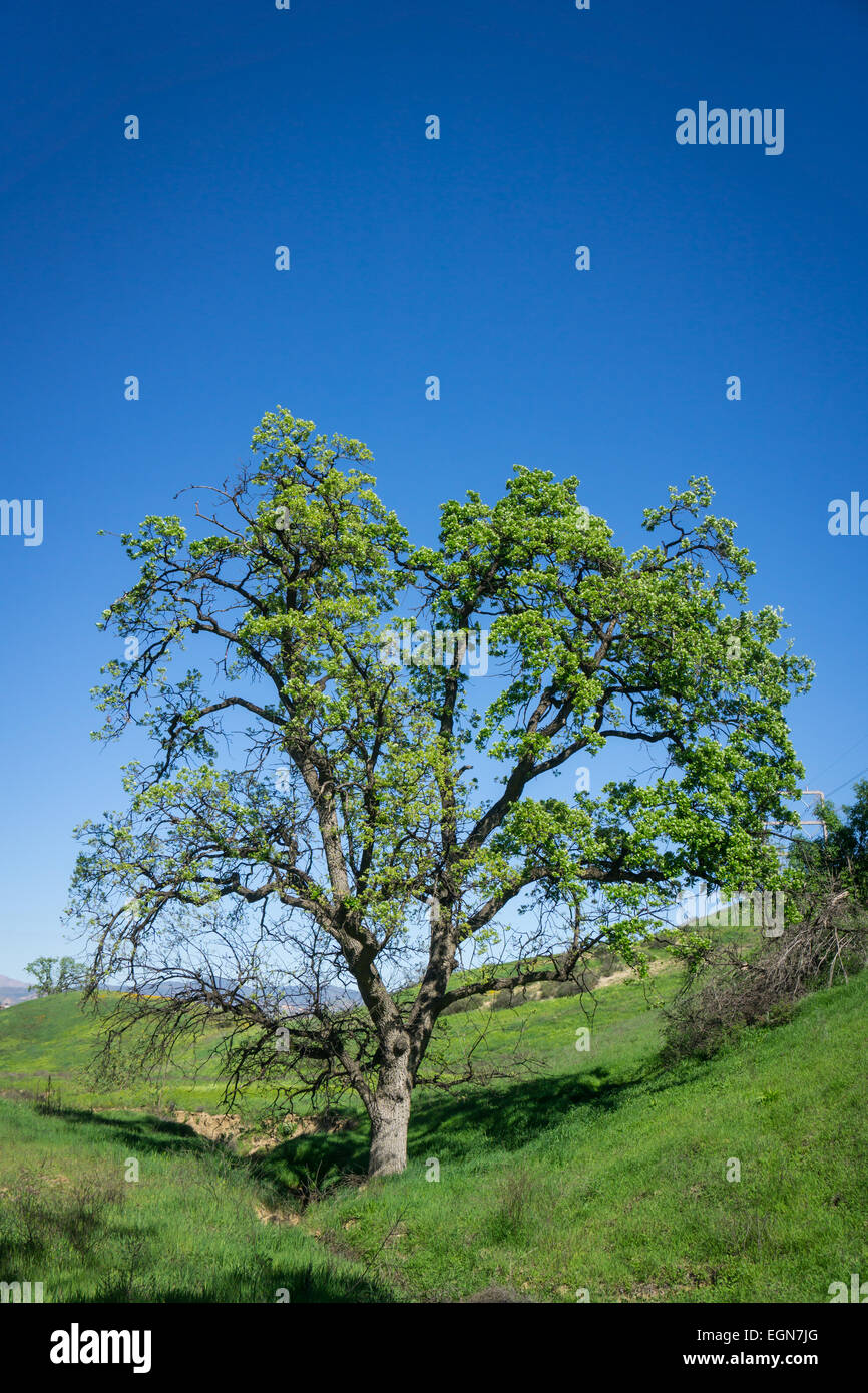 Green oak tree stands tall in grassy valley in Santa Clarita, California Stock Photo Alamy