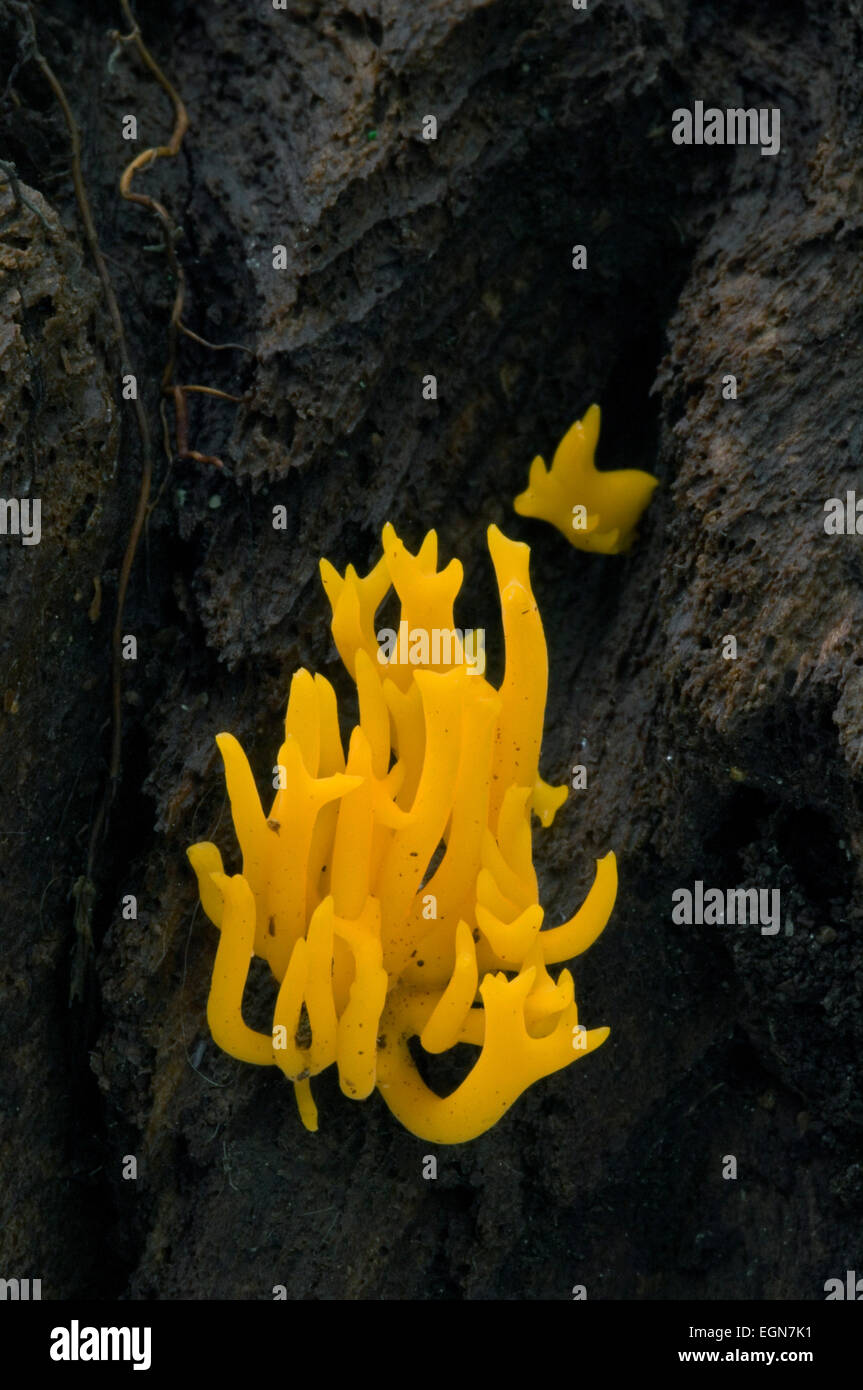 Yellow stagshorn / Yellow antler fungus (Calocera viscosa) on tree stump in forest Stock Photo