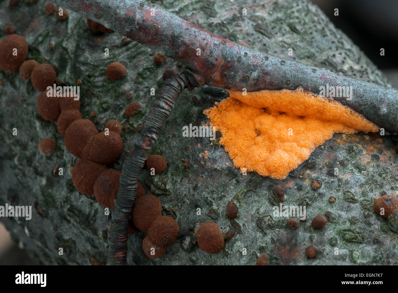 The orange slime mold Dictydiaethalium plumbeum and Beech woodwart / Red Cushion Hypoxylon (Hypoxylon fragiforme) Stock Photo