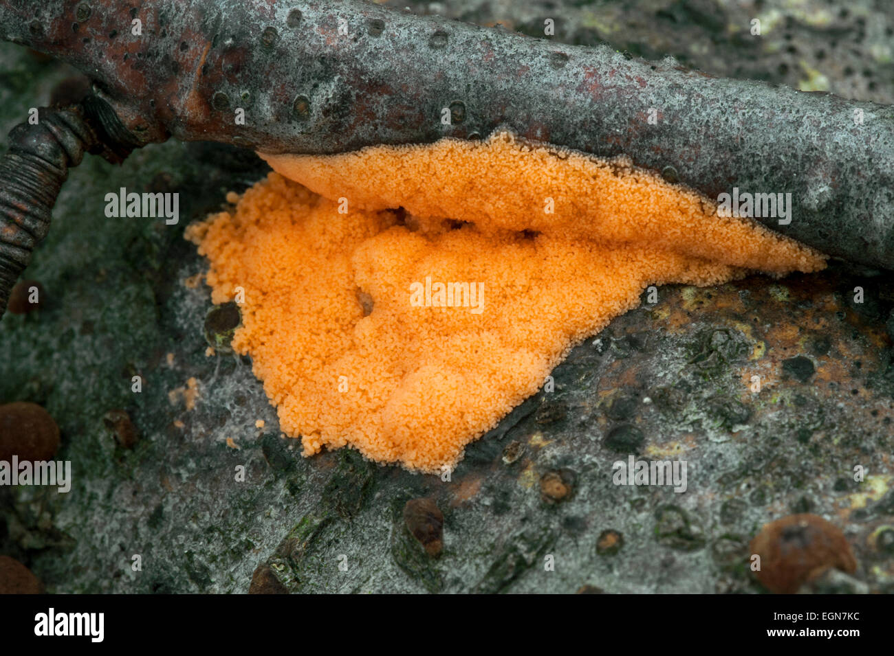 The orange slime mold Dictydiaethalium plumbeum growing on branch Stock Photo