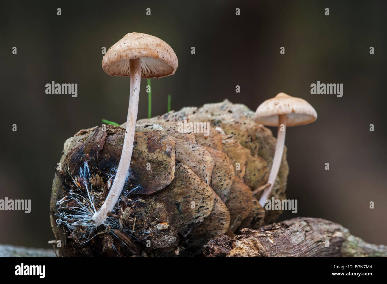 Conifercone cap (Baeospora myosura / Collybia myosura) growing on pinecone and showing mycelium resembling long coarse hairs Stock Photo