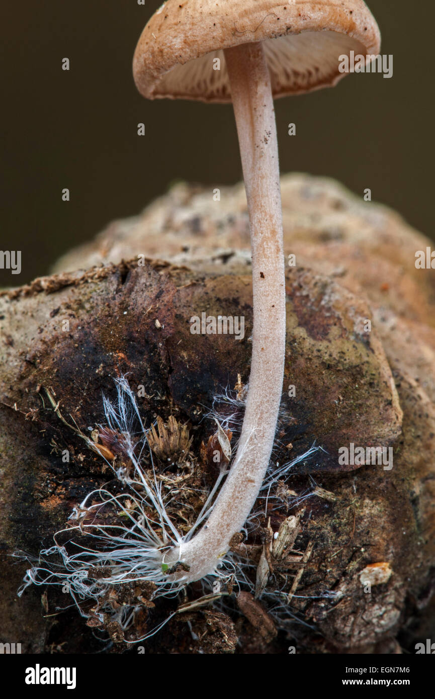 Close up of mycelium resembling long coarse hairs of Conifercone cap (Baeospora myosura / Collybia myosura) growing on pinecone Stock Photo