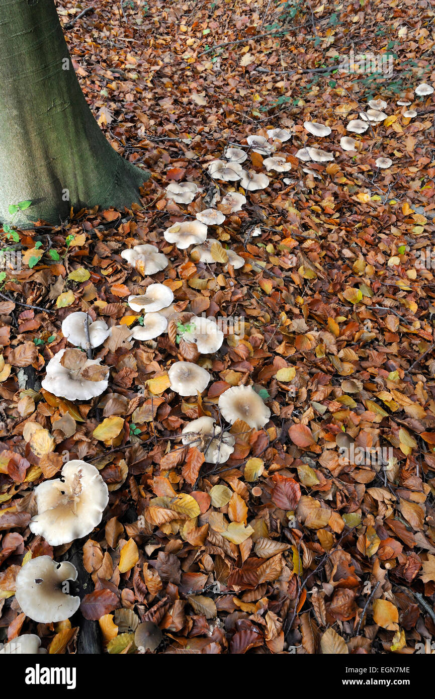 Clouded agaric / Cloud funnel (Clitocybe nebularis / Lepista nebularis) mushrooms forming fairy ring in beech forest Stock Photo
