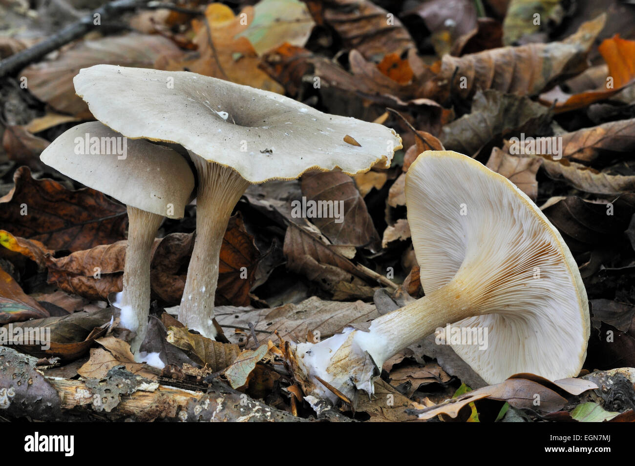 Clouded agaric / Cloud funnel (Clitocybe nebularis / Lepista nebularis) mushrooms showing underside with gills Stock Photo
