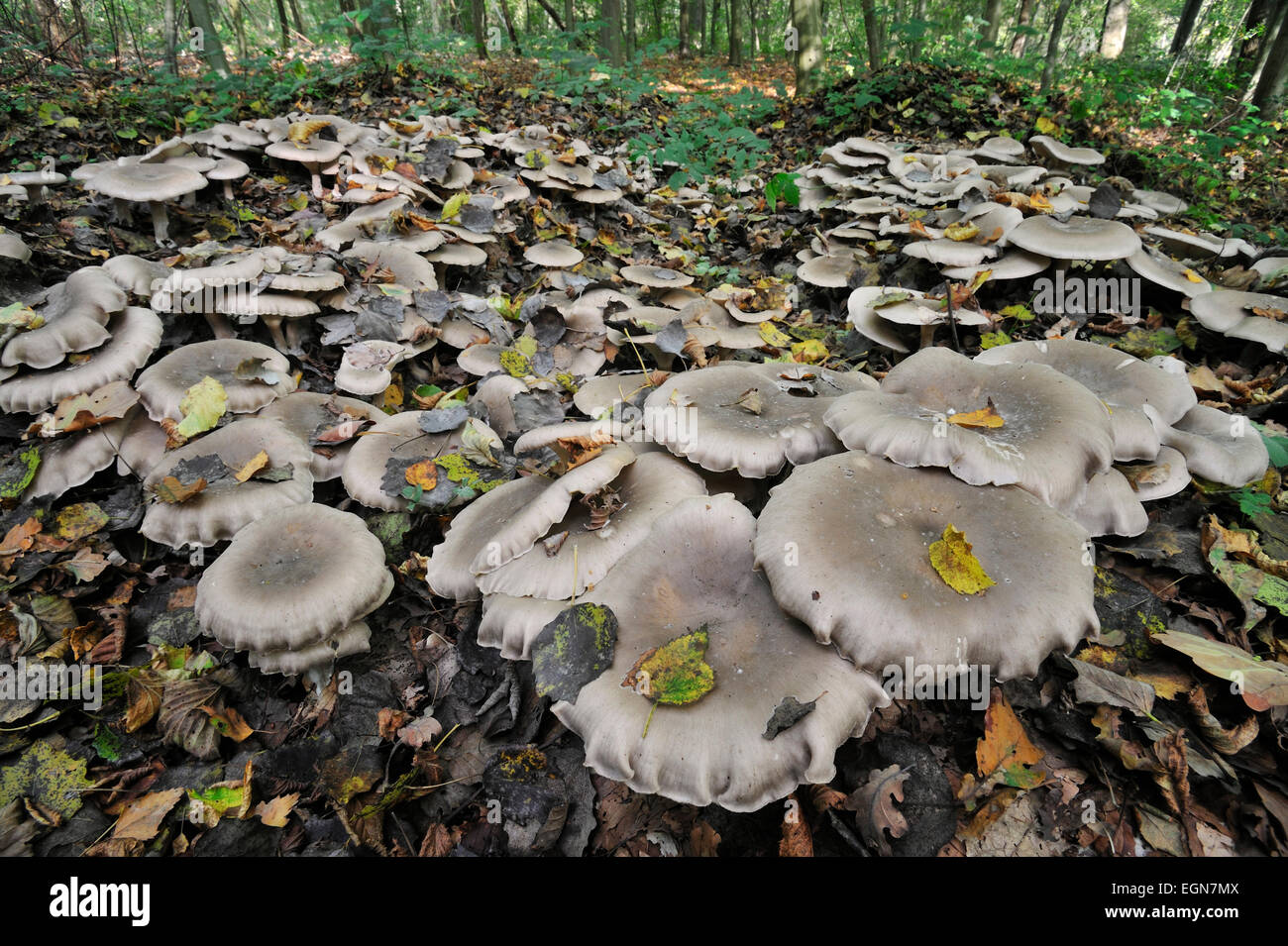 Clouded agaric / Cloud funnel (Clitocybe nebularis / Lepista nebularis) mushrooms forming fairy ring Stock Photo