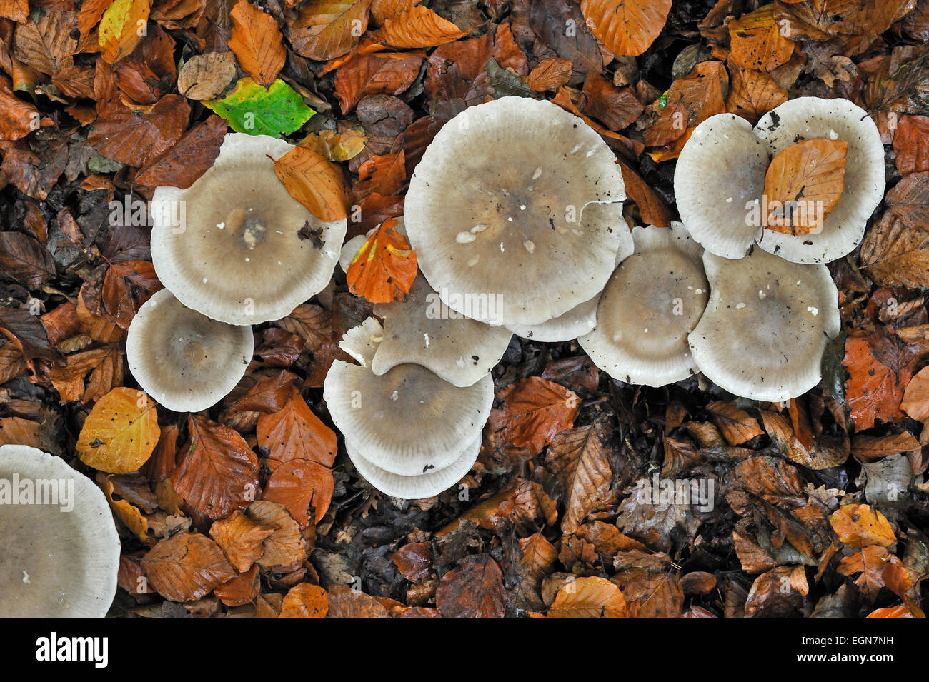 Clouded agaric / Cloud funnel (Clitocybe nebularis / Lepista nebularis) mushrooms forming fairy ring in beech forest Stock Photo