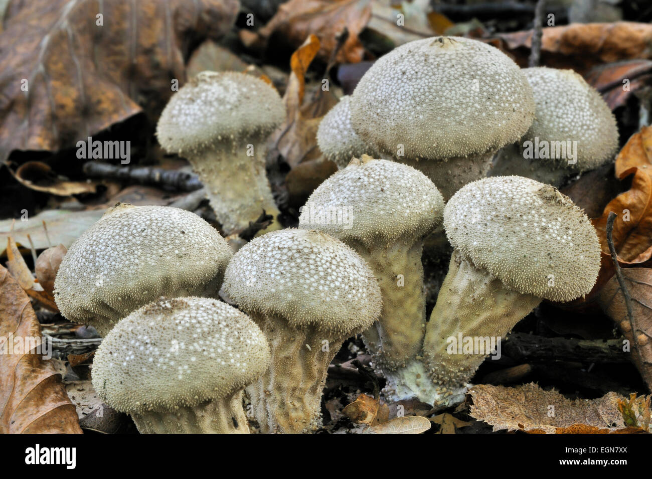 Pestle puffball / long-stemmed puffball (Handkea excipuliformis / Calvatia excipuliformis) Stock Photo