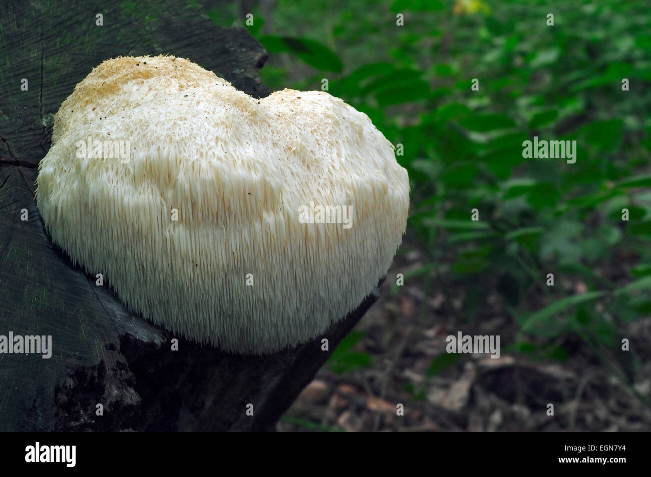 Lion's mane mushroom / bearded tooth (Hericium erinaceum / Hericium erinaceus / Clavaria erinaceus) on tree trunk Stock Photo