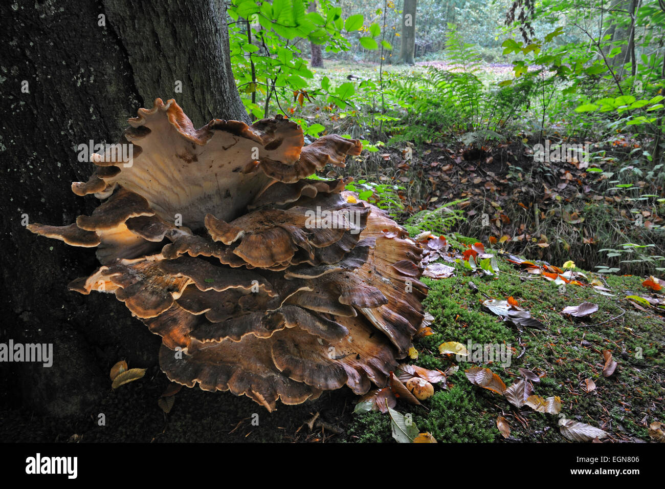 Giant polypore bracket fungus / black-staining polypore (Meripilus ...