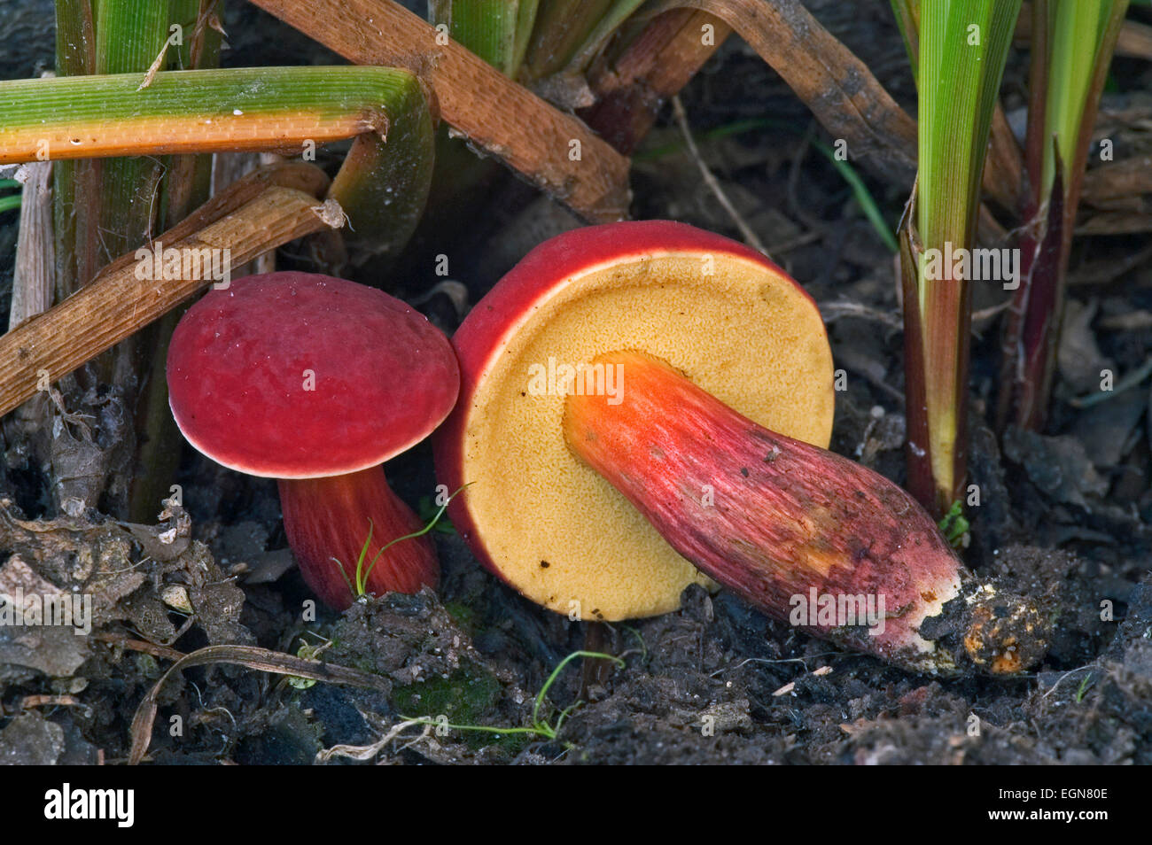 Ruby bolete (Boletus rubellus / rubellus) showing underside