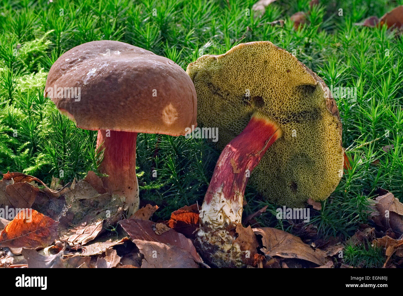 Red cracking bolete (Xerocomellus chrysenteron / Boletus chrysenteron