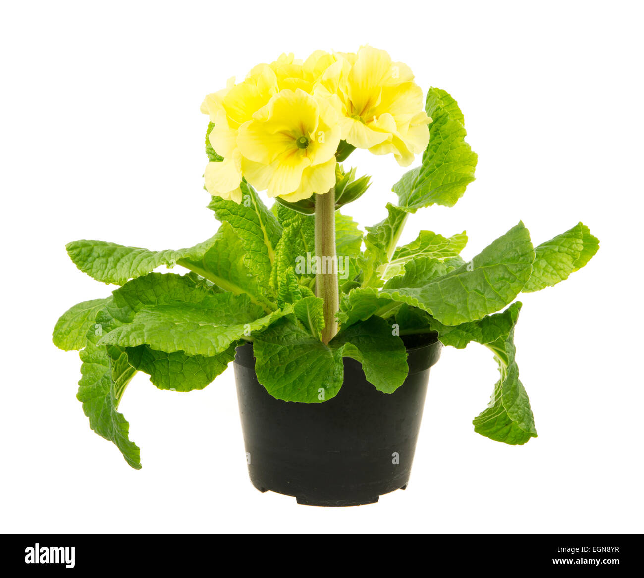 Macro of an isoleated yellow primrose flower Stock Photo