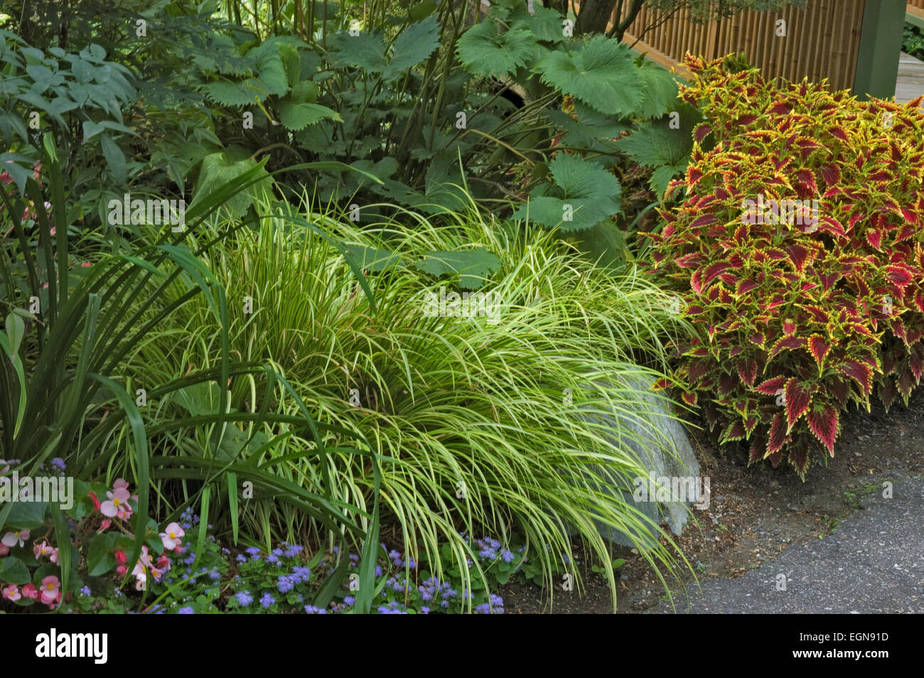Shade garden Stock Photo
