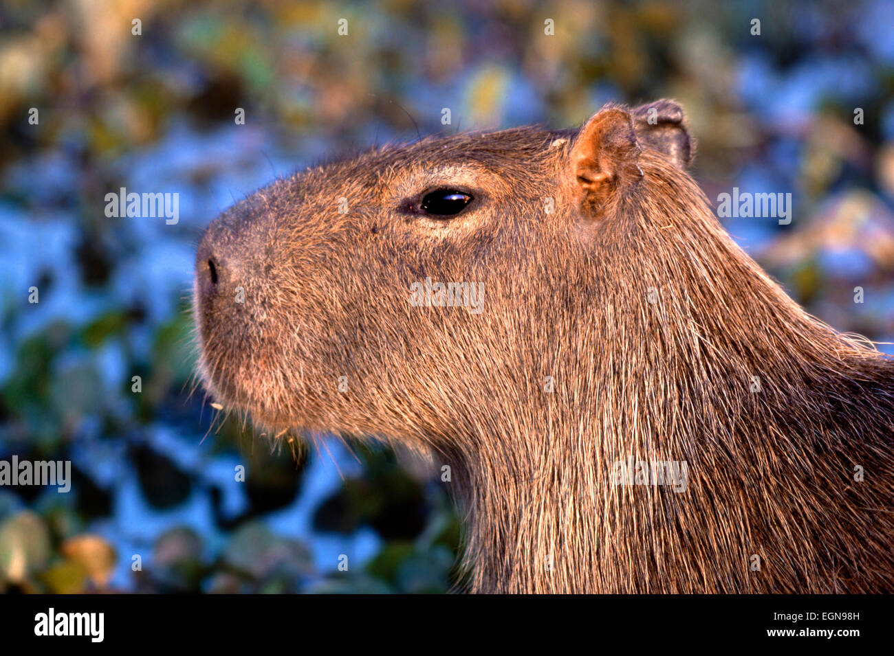 Capybara (Hydrochoerus hydrochaeris) Adult male  close up Stock Photo